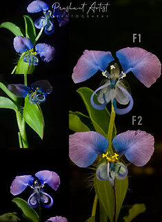 Commelina forskaolii. This bloom gives goosebumps showing its beauty of flower.  Commelina,Commelina forskaolii,Flowers,Geotagged,India,Pink Flowers,Rat's Ear,Wild Karnataka,flower,flowering plant,incredible india