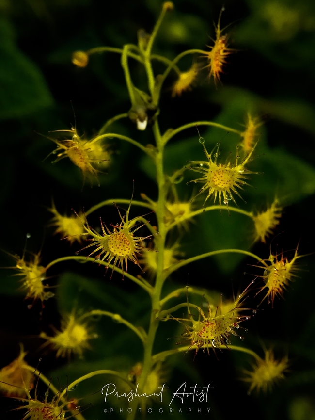 Drosera peltata Found in fountain grass meadow in between. Top hill about 1200-1500 MSL. Misty surrounds. Ever green moist places. Drosera,Drosera peltata,Geotagged,India,Shield sundew,Wild Karnataka,flower,flowering plant,incredible india,insectivorous plant,wildlife