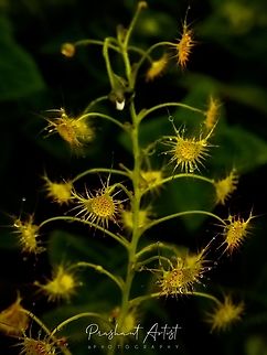 Drosera peltata Found in fountain grass meadow in between. Top hill about 1200-1500 MSL. Misty surrounds. Ever green moist places. Drosera,Drosera peltata,Geotagged,India,Shield sundew,Wild Karnataka,flower,flowering plant,incredible india,insectivorous plant,wildlife