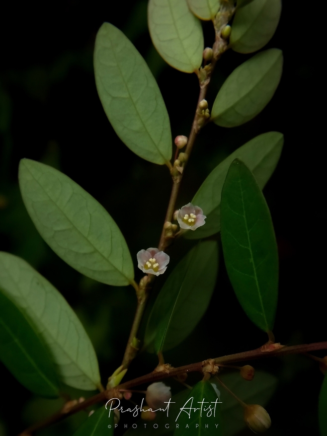 Phyllanthus gardnerianum This plant grown at beside the road slopes. Looks gorgeous beautiful flowers at nodal region. Pretty designed bloom ever I had seen. Euphorbiaceae,Flowers,Geotagged,India,Phyllanthus,Phyllanthus gardnerianum,Phyllanthus virgatus,Wild Karnataka,Wild flowers,bloom,blooming,blooms,flower,flowering plant,incredible india,wet forest
