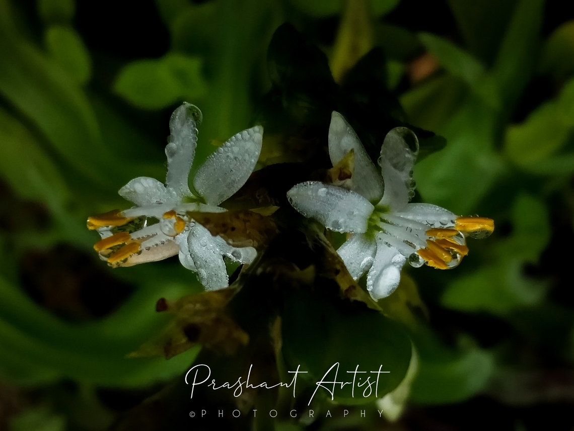 Chlorophytum glaucoides. This plant commonly arises in between fountain grasses at the hill top. Well grown at the 2k to 2.8 k MSL. Pretty herb need moisture to grow and bloom at minimal lightening. Chlorophytum glaucoides,Flowers,Geotagged,India,Wild Karnataka,Wild flowers,Wildflowers,blooming,chlorophytum,chlorophytum glaucoides,flower,incredible india