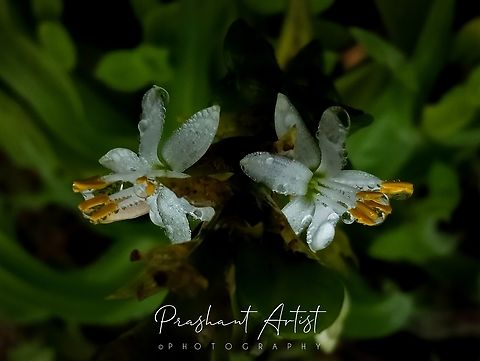 Chlorophytum glaucoides. This plant commonly arises in between fountain grasses at the hill top. Well grown at the 2k to 2.8 k MSL. Pretty herb need moisture to grow and bloom at minimal lightening. Chlorophytum glaucoides,Flowers,Geotagged,India,Wild Karnataka,Wild flowers,Wildflowers,blooming,chlorophytum,chlorophytum glaucoides,flower,incredible india