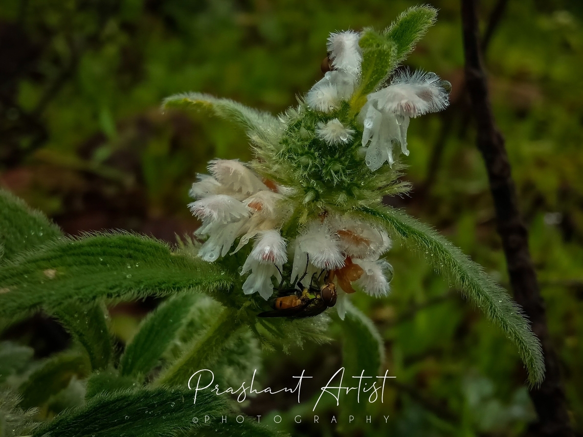 Leucas stelligara This plant grown in between strobilanthes sterile. Which blooms like hoody guy (Assassin Creed). Really gorgeous bloom I have ever seen. Flowers,Geotagged,India,Leucas stelligara,Starry Leucas,Wild Karnataka,Wild flowers,bloom,blooming,blooms,flower,incredible india,leucas
