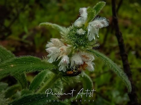 Leucas stelligara This plant grown in between strobilanthes sterile. Which blooms like hoody guy (Assassin Creed). Really gorgeous bloom I have ever seen. Flowers,Geotagged,India,Leucas stelligara,Starry Leucas,Wild Karnataka,Wild flowers,bloom,blooming,blooms,flower,incredible india,leucas