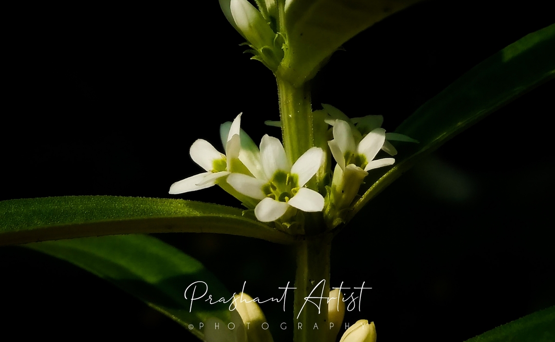 Enicostema axillare. This plant comes under in Gentianaceae family. Which found in Road street beside. Commonly distributed ornamental plant. Enicostema axillare,Flowers,Geotagged,India,Wild Karnataka,Wild flowers,bloom,blooming,blooms,enicostema,flower,incredible india
