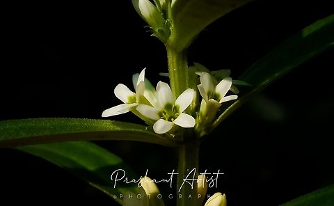 Enicostema axillare. This plant comes under in Gentianaceae family. Which found in Road street beside. Commonly distributed ornamental plant. Enicostema axillare,Flowers,Geotagged,India,Wild Karnataka,Wild flowers,bloom,blooming,blooms,enicostema,flower,incredible india