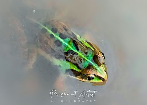 Pelophylax nigromaculatus Got by rain water covered small pond. This frog looks crazy on his moves and looks better shine green trade marks. Frog eyes blinks and glitter to attract the predators get alert on knowing the frog entire texture. Habitat pond water amphibian. Asian bullfrog,Geotagged,Green Frog,Hoplobatrachus tigerinus,India,Pelophylax,Pelophylax nigromaculatus,Wild Karnataka,frogs,incredible india