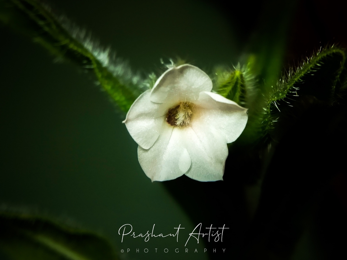 Trichodesma inaequale The flowers are very smaller in size than T.indicum and even the trichomes densely rooted. The plant well grown under shady place which accumulated with loose soil and found almost at the 400 - 700 MSL range. Leaves are larger in size and broad than T.indicum. and T.zeylanicum. Clasping-Leaf Borage,Flowers,Geotagged,India,Trichodesma,Trichodesma inaequale,Wild Karnataka,Wild flowers,bloom,blooming,blooms,flower,incredible india