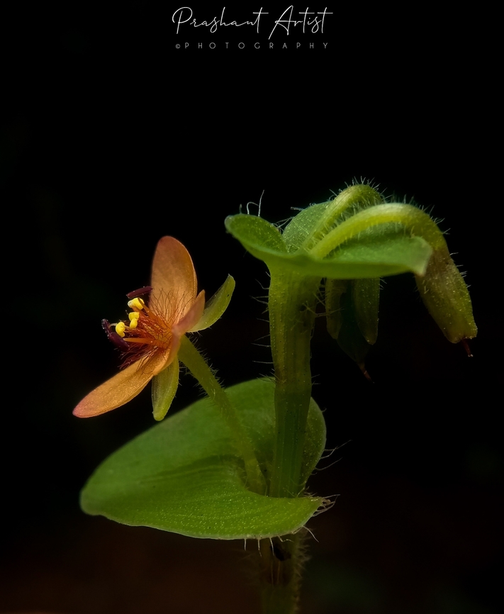 Murdannia pauciflora. This commelinaceae member is about 0.6-0.8 cm in size some times it&#039;s very often smaller than its regular size. Found in wet forest.  Flowers,Geotagged,India,Murdannia pauciflora,Wild Karnataka,Wild flowers,flower,incredible india,murdannia pauciflora,orange flowers