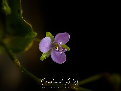 Asiatic dewflower