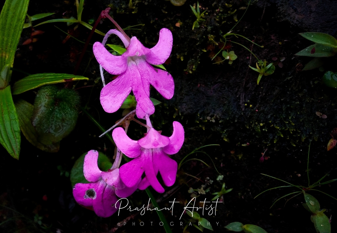 Impatiens scapiflora. Natural contrast, this impatiens found in wet region. Usually at beside of water streams. Abundance distribution can see in one place. Flowers,Geotagged,Impatiens scapiflora,India,Pink Flowers,Wild Karnataka,Wild flowers,bloom,blooming,blooms,flower,impatiens,impatiens scapiflora,incredible india