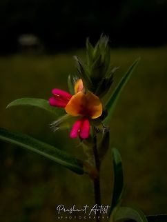 Alysicarpus tetragonolobus. Fabaceae member got on foot path. And road beside. Commonly distributed in the region mentioned. Alysicarpus,Alysicarpus tetragonolobus,Fabaceae,Flowers,Geotagged,India,Pink Flowers,Red Alyce Clover,Wild Karnataka,Wild flowers,alysicarpus tetragonolobus,flower,incredible india