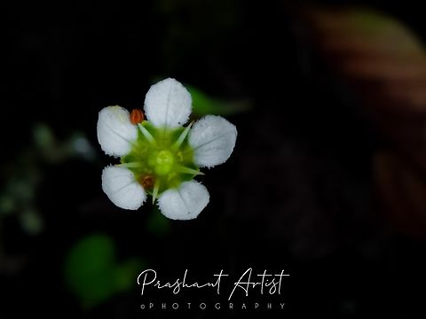 Parnassia mysorensis
