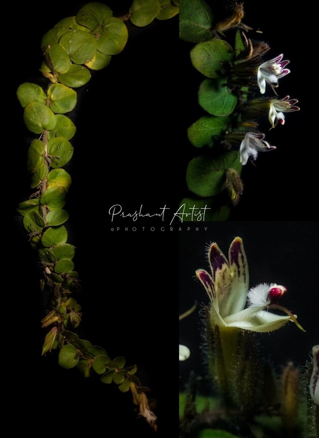 Andrographis serpyllifolia This plant is under creeping habitat, usually found in dry regions but needs some wet condition and overdraught never lift the plant. In between grasses usually found.  Andrographis serpyllifolia,Flowers,Geotagged,India,Roundleaf Chiretta,Wild Karnataka,Wild flowers,andrographis,bloom,blooming,blooms,flower,incredible india