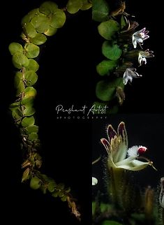 Andrographis serpyllifolia This plant is under creeping habitat, usually found in dry regions but needs some wet condition and overdraught never lift the plant. In between grasses usually found.  Andrographis serpyllifolia,Flowers,Geotagged,India,Roundleaf Chiretta,Wild Karnataka,Wild flowers,andrographis,bloom,blooming,blooms,flower,incredible india