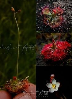 Drosera burmannii One of the beautiful carnivorous plant. Traps insects by its craves. Habitat on wet land usually on sediments or Rocky plateaus.  Drosera,Drosera burmannii,Flowers,Geotagged,India,Tropical sundew,Wild flowers,bloom,blooming,blooms,flower,flowering plant,incredible india,karnataka