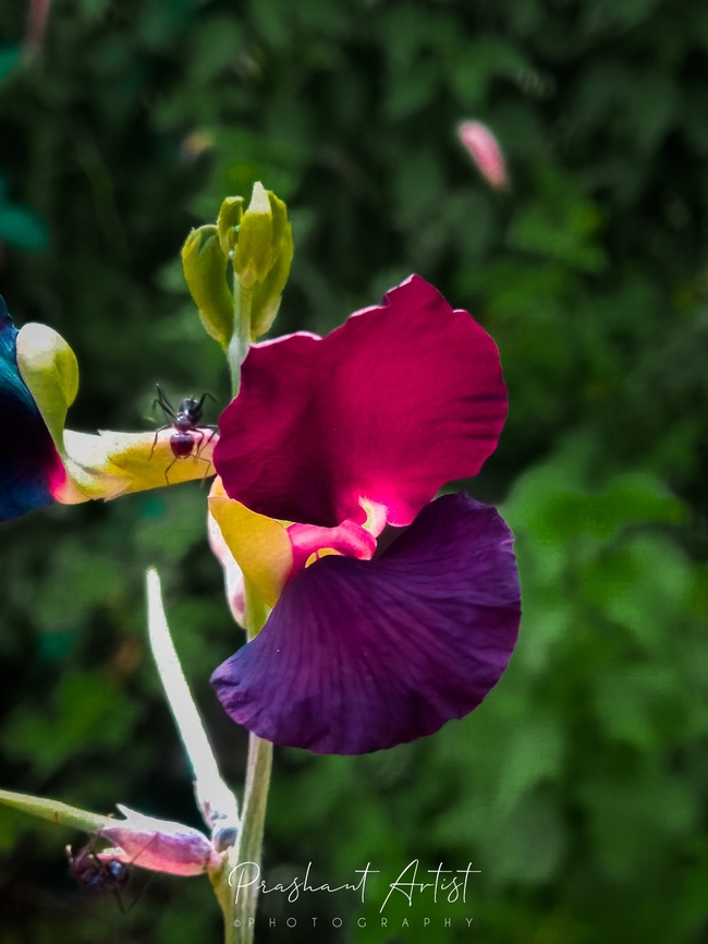 Macroptilium atropurpureum Crop Vegetation. Found in unused lands or abandoned Rocky quarry. Flowers,Geotagged,India,Macroptilium atropurpureum,Pink Flowers,Purple Bush-bean,Wild Karnataka,Wild flowers,bloom,blooming,blooms,flower,flowering plant,incredible india,karnataka