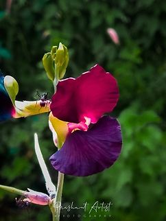 Macroptilium atropurpureum Crop Vegetation. Found in unused lands or abandoned Rocky quarry. Flowers,Geotagged,India,Macroptilium atropurpureum,Pink Flowers,Purple Bush-bean,Wild Karnataka,Wild flowers,bloom,blooming,blooms,flower,flowering plant,incredible india,karnataka