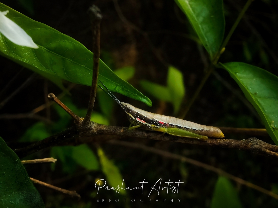 Orthacris ceylonica This is one of the pyrgomorphidae family specimen which is unique in the direction of live. This grasshopper seems to be endemism basis In India Sri Lanka and found and photographed near Bangalore, Karnataka, India. Geotagged,Grasshopper,India,Insects,Orthacris,Orthacris ceylonica,Wild Karnataka,incredible india,insect
