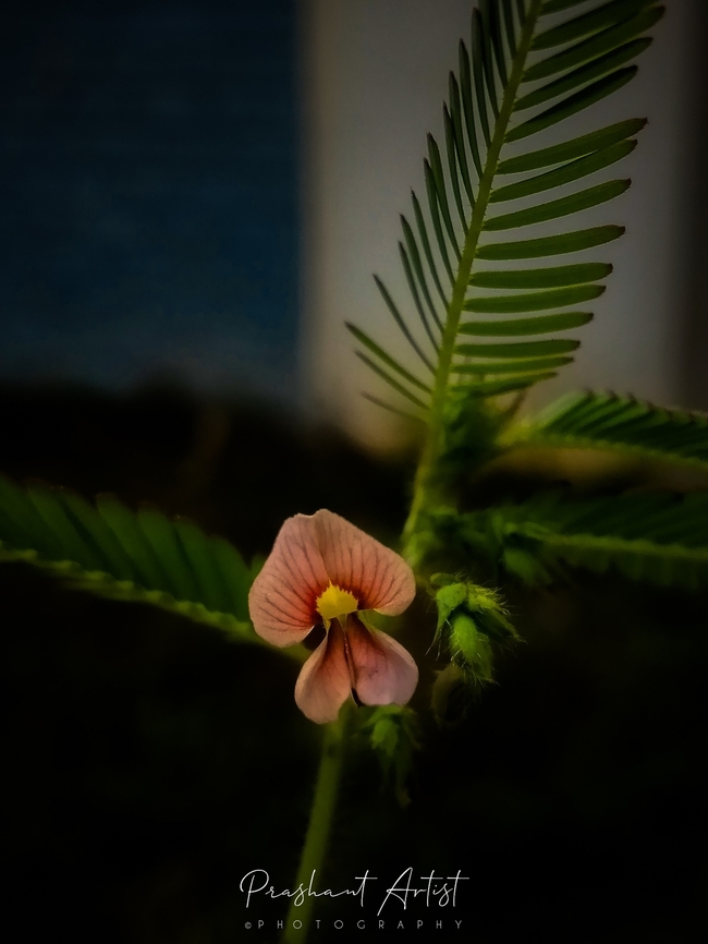 Aeschynomene americana This species found beside the road foot path. Blooms aggressive and looks glittery. Awesome bloom it is when we look closure. Aeschynomene americana,Flowers,Geotagged,India,Shyleaf,Wild Karnataka,Wild flowers,bloom,blooming,blooms,flower,incredible india,karnataka