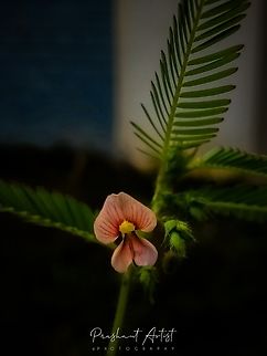 Aeschynomene americana This species found beside the road foot path. Blooms aggressive and looks glittery. Awesome bloom it is when we look closure. Aeschynomene americana,Flowers,Geotagged,India,Shyleaf,Wild Karnataka,Wild flowers,bloom,blooming,blooms,flower,incredible india,karnataka