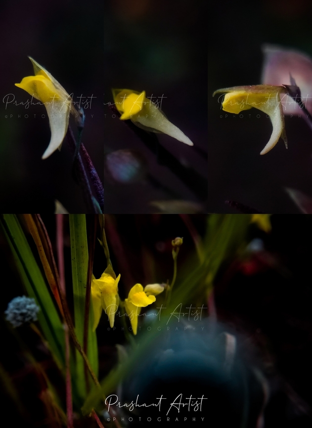 Utricularia bifida The plant is very smaller in size about 4 - 4.5 cm height. Well grown under moist area even the local plants Drosera burmanii. And this plant blooms are initiated just arise has been photographed.  Bifid Bladderwort,Flowers,Geotagged,India,Utricularia,Utricularia bifida,Wild Karnataka,Wild flowers,bloom,blooming,blooms,flower,incredible india,western ghats,yellow flowers