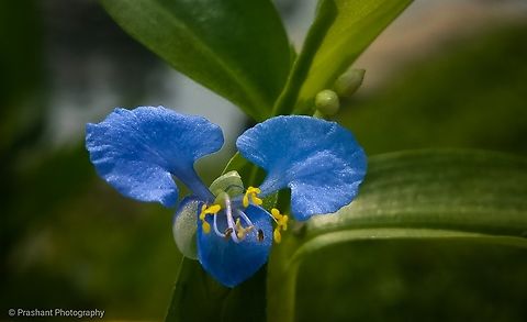 Commelina diffusa This flower is well grown in grasslands and identified based on seeds which are very oblique to clarify the species by C. caroliniana and C. diffusa.  Climbing dayflower,Commelina diffusa,Flowers,Geotagged,India,Wild Karnataka,Wild flowers,bloom,blooming,blooms,flower,flowering plant,incredible india