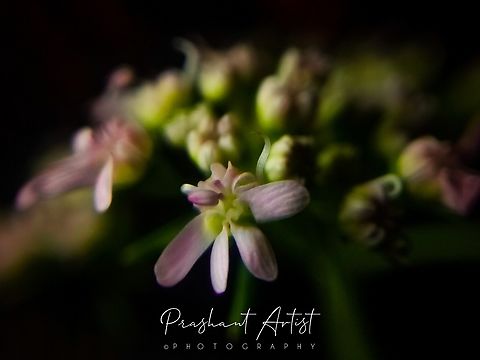 Coriander sativum Vegetable crop bloom photographed closeup by using lens. Flowers,Geotagged,India,Pink Flowers,Wild Karnataka,bloom,blooming,corander,coriander sativum,flower,incredible india