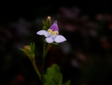 Mazus pumilus Smallest bloom and herb commonly distributed in between grasses. Found near shady place. Flowers,Geotagged,India,Japanese Mazus,Mazus pumilus,Pink Flowers,Wild Karnataka,Wild flowers,bloom,blooming,blooms,flower,incredible india