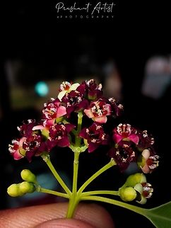 Santalum album. The Indian Sandalwood. Aromatic wood plant. Highly medicinal. Flowers,Geotagged,India,Santalum album,Wild Karnataka,Wildflowers,aromatic,bloom,blooming,blooms,flower,flowering plant,incredible india,sandal,santalum album