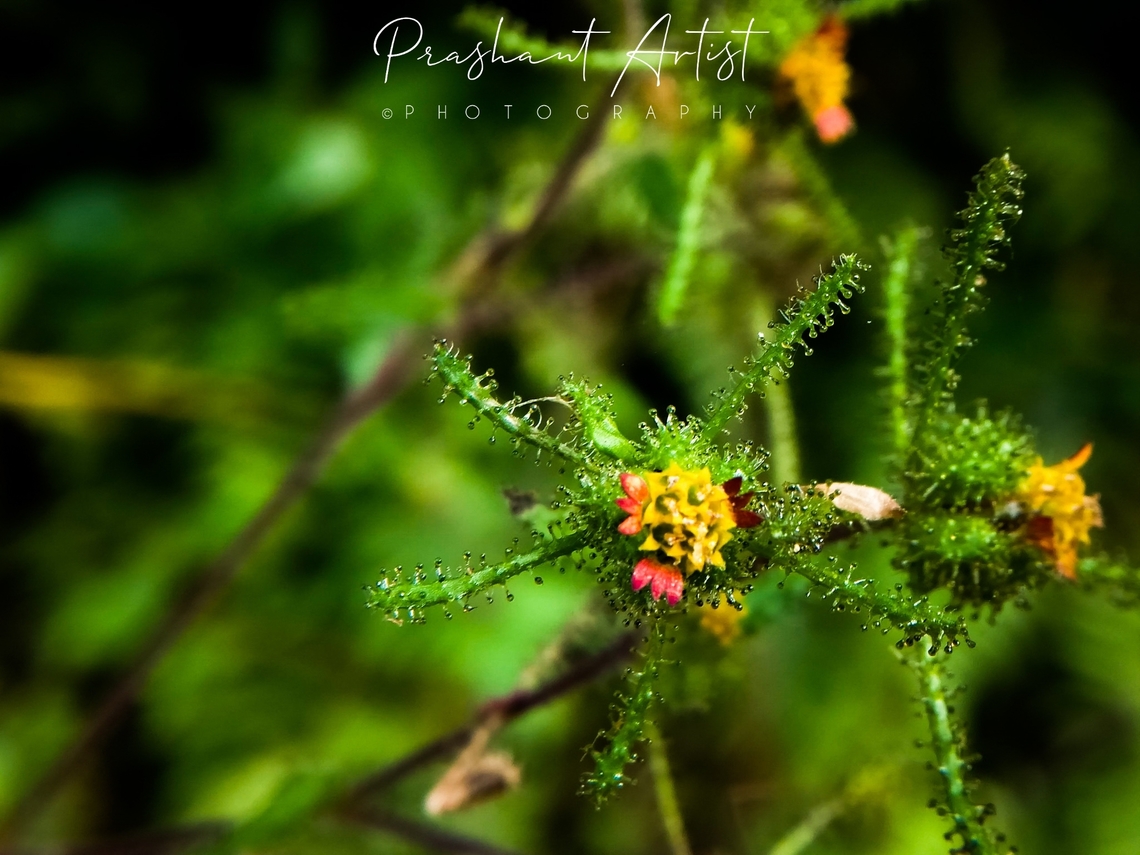 Siegesbeckia orientalis. This Aster flower found at hill top about 1600 MSL. Which extremely cold condition plant. Found in shady place road side common distributed. Flowers,Geotagged,India,Sigesbeckia,Sigesbeckia orientalis,Wild Karnataka,Wildflowers,bloom,blooming,blooms,flower,flowering plant,incredible india