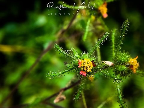 Siegesbeckia orientalis. This Aster flower found at hill top about 1600 MSL. Which extremely cold condition plant. Found in shady place road side common distributed. Flowers,Geotagged,India,Sigesbeckia,Sigesbeckia orientalis,Wild Karnataka,Wildflowers,bloom,blooming,blooms,flower,flowering plant,incredible india
