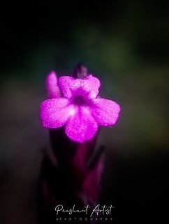 Striga gesnerioides. This species arised in between grasses, sometimes on lateritic plateau's. Shade needed for proper grown found at the bottom of tree. And found at hill top about 1600 MSL range. Cowpea Witchweed,Flowers,Geotagged,India,Striga gesnerioides,Wild Karnataka,bloom,blooming,blooms,flower,incredible india,striga,striga gesnerioides