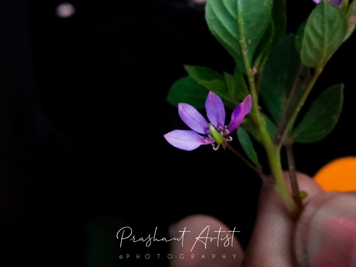 Cleome rutidosperma. This plant commonly distributed at road side, and in occurrence abundance. Wet and shady place to grow. Stolon like habitat.  Cleome rutidosperma,Flowers,Fringed spider flower,Geotagged,India,Wild Karnataka,Wild flowers,bloom,blooming,blooms,flower,flowering plant,incredible india