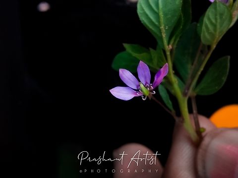 Cleome rutidosperma. This plant commonly distributed at road side, and in occurrence abundance. Wet and shady place to grow. Stolon like habitat.  Cleome rutidosperma,Flowers,Fringed spider flower,Geotagged,India,Wild Karnataka,Wild flowers,bloom,blooming,blooms,flower,flowering plant,incredible india