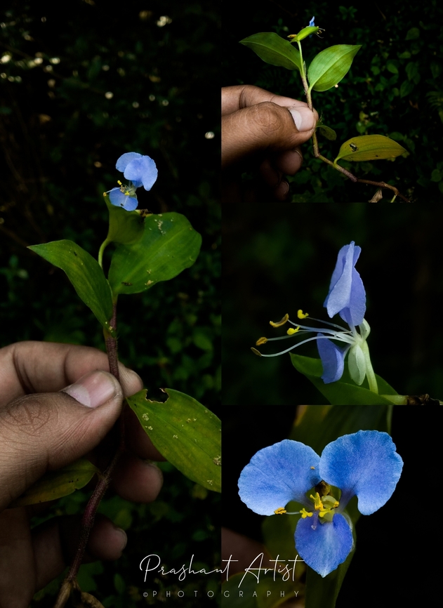 Commelina indehiscence This plant commonly grown under the shady places and need moisture and moderate temperate to rise the bloom. Diverses much at one place. Commelina,Commelina indehiscence,Flowers,Geotagged,India,Wild Karnataka,Wildflowers,bloom,blooming,blooms,flower,flowering plant,incredible india