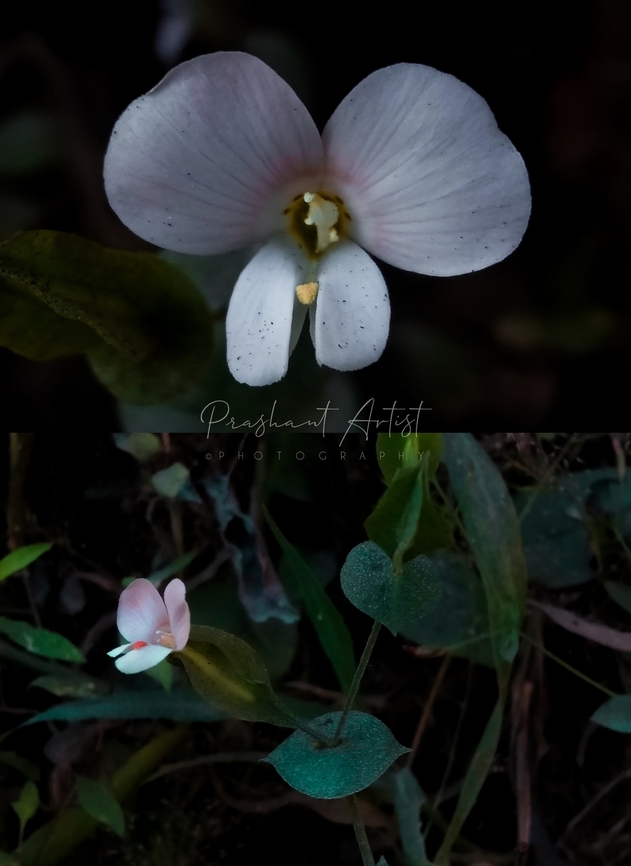 Canscora perfoliata Found commonly in shady hill slopes and need sunlight for blooming. This plant usually common in Southern region of India. Canscora perfoliata,Flowers,Geotagged,India,Wild Karnataka,Wild flowers,bloom,blooming,blooms,conscora,conscora perfoliata,flower,flowering plant,incredible india,western ghats