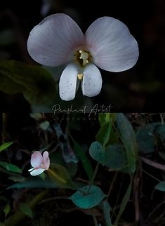Canscora perfoliata Found commonly in shady hill slopes and need sunlight for blooming. This plant usually common in Southern region of India. Canscora perfoliata,Flowers,Geotagged,India,Wild Karnataka,Wild flowers,bloom,blooming,blooms,conscora,conscora perfoliata,flower,flowering plant,incredible india,western ghats