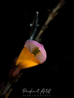 Gymnostachyum febrifugum This plant well grown in wet forest region in south Karnataka. The plant raised due to bloom and it's attractive colour flames the eyes.  Flowers,Geotagged,Gymnostachyum,Gymnostachyum febrifugum,India,Wild Karnataka,Wild flowers,bloom,blooming,blooms,flower,flowering plant,incredible india