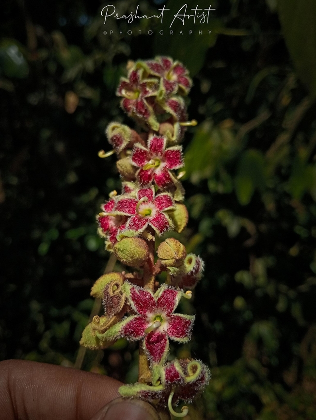 Sterculia guttata The plant blooms are foetid odour, which attracts the bees and insects for the pollination purpose. Flowers,Geotagged,India,Pink Flowers,Sterculia guttata,Sterculia sp,Wild Karnataka,Wild flowers,flower,flowering plant,flowering plants,incredible india,red flowers