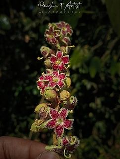 Sterculia guttata The plant blooms are foetid odour, which attracts the bees and insects for the pollination purpose. Flowers,Geotagged,India,Pink Flowers,Sterculia guttata,Sterculia sp,Wild Karnataka,Wild flowers,flower,flowering plant,flowering plants,incredible india,red flowers