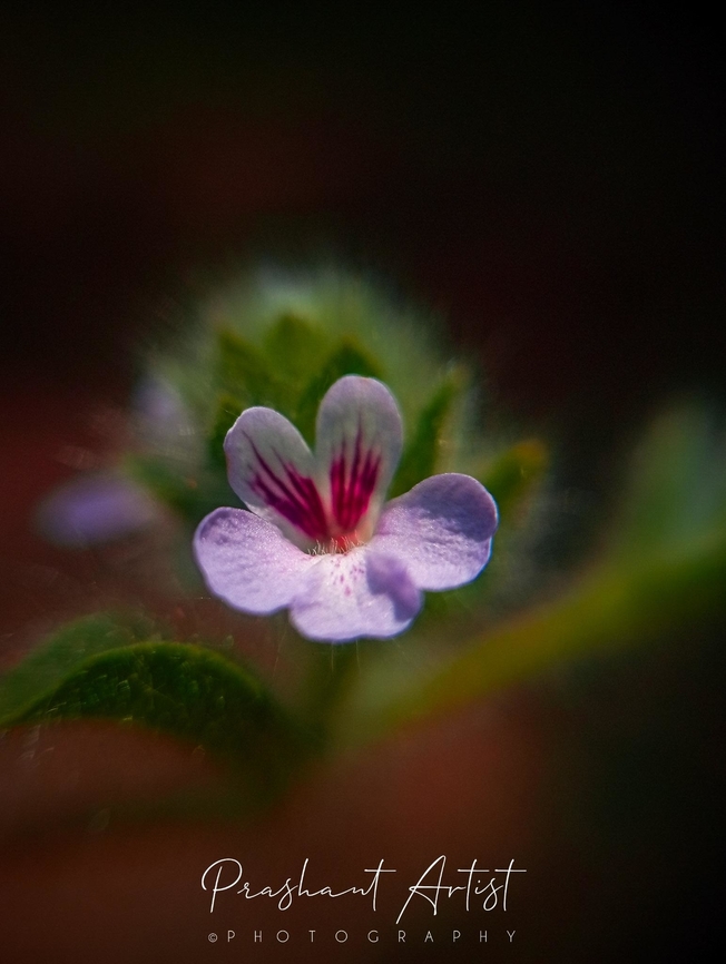 Nelsonia canescens Miniature herb. Dried farming land habitat, water accumulated area. Flowers,Geotagged,India,Nelsonia  canescens,Nelsonia canescens,Wild Karnataka,Wildflowers,bloom,blooming,flower,flowering plant,incredible india