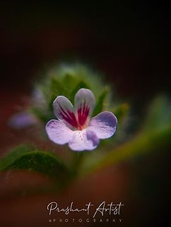 Nelsonia canescens Miniature herb. Dried farming land habitat, water accumulated area. Flowers,Geotagged,India,Nelsonia  canescens,Nelsonia canescens,Wild Karnataka,Wildflowers,bloom,blooming,flower,flowering plant,incredible india