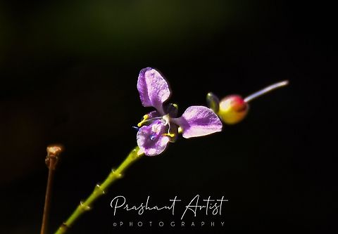 Rhopalephora scaberrima Found along with Isodon sp, and even better companion in shady places with huge wet condition and moderate temperature. This plant have undulate margined leaves with alternate arrangements and looks like commelina sp. Genus often varied and comes under in Commelinaceae family. Commelinaceae,Flowers,Geotagged,India,Rhopalephora,Rhopalephora scaberrima,Wild Karnataka,Wild flowers,bloom,blooming,blooms,flower,flowering plant,incredible india
