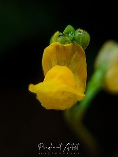 Utricularia stellaris Submerged plants and blooms looks gorgeous on water layer. Flowers,Utricularia,Utricularia stellaris,Wild Karnataka,Wildflowers,bloom,blooming,blooms,flower,flowering,flowering plant,incredible india,utricularia stellaris