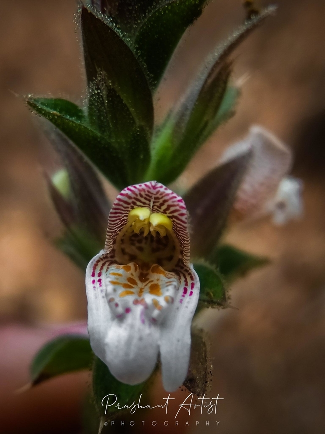 Lepidagathis cuspidata Species from Western ghats found beside road side, the forest peak with crop land along with tree shade. Need some more sunlight, flowers only after February. Flowers,Lepidagathis,Lepidagathis cuspidata,Wild Karnataka,Wild flowers,bloom,blooming,blooms,flower,flowering plant,incredible india,western ghats
