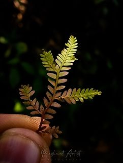 Selaginella tenera Found in wet zone, shady places. 750 MSL. Associate with Selaginella deliculata. Geotagged,India,Wild Karnataka,incredible india,karnataka,lycophytes,plant,selaginella,selaginella tenera