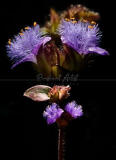 Cyanotis tuberosa Found in between grasses, hill top nearly 1500 MSL with moist climate. Cyanotis tuberosa,Flowers,Geotagged,Incredible India,India,Wild Karnataka,Wildflowers,bloom,blooming,blooms,cyanotis,flower,flowering plant,western ghats.