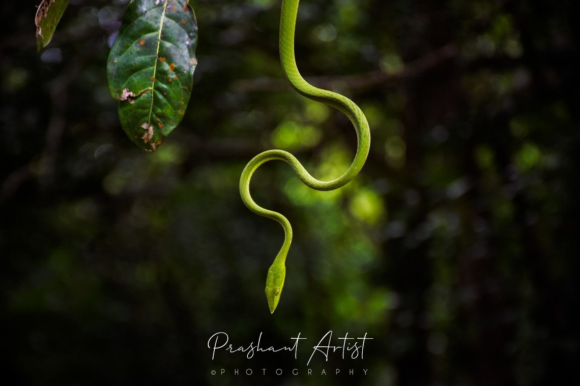Ahaetulla borealis (Green vine Snake, Western Ghats, Karnataka) It is found in ever green forest, Anshi National Park, Dandeli, Uttara Kannada, Karnataka. INDIA. after rain most of the common thing we can see in the wood like green wine snake which is taking attention on creepy dazzlers, Lizards and other hoppers. Alert and defensive sign seems shape I captured. Ahaetulla borealis,Geotagged,Green,Green vine snake,India,Northern Western Ghats vine snake,Snakes,Wild Karnataka,incredible india,poisonous,snake,viper,western ghats