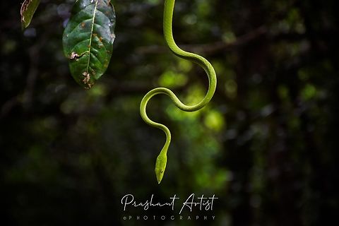 Ahaetulla borealis (Green vine Snake, Western Ghats, Karnataka) It is found in ever green forest, Anshi National Park, Dandeli, Uttara Kannada, Karnataka. INDIA. after rain most of the common thing we can see in the wood like green wine snake which is taking attention on creepy dazzlers, Lizards and other hoppers. Alert and defensive sign seems shape I captured. Ahaetulla borealis,Geotagged,Green,Green vine snake,India,Northern Western Ghats vine snake,Snakes,Wild Karnataka,incredible india,poisonous,snake,viper,western ghats
